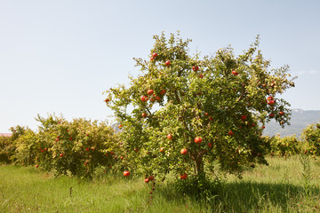 Fresh ripe pomegranate fruits hanging on a tree