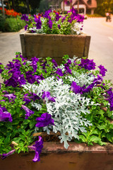 Violet petunia blooming in in flower bed. Beautiful purple blossom flower in the sidewalk