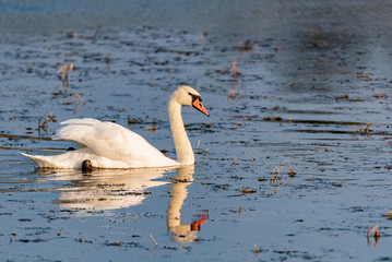 Young mute swan or Cygnus olor floats on water