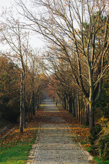 Landscape photo at Autumn Time/November, with view of lake and forest