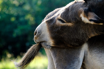 Mini donkey close up chewing on tail.