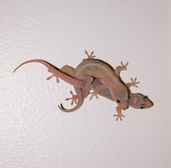 Naklejka premium Gecko Lizard pair males and females are breeding on white ceiling