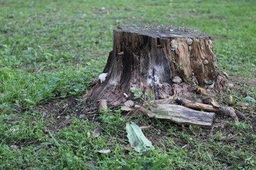 Fototapeta na wymiar stump of a tree in the Park in the summer 