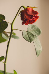 Faded red rose flower on gray background. Old rose flower with leaves isolated. Sad love background. Death and sadness concept. Unhappy love concept. Romance background. Tired lonely rose flower. 