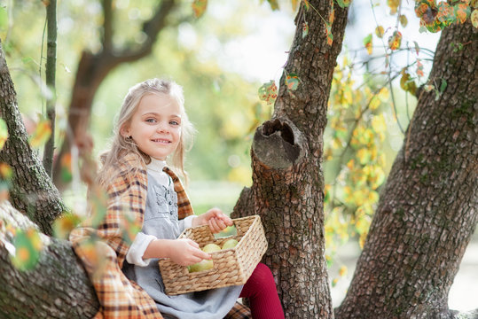 Child picking apples on farm in autumn. Little girl playing in apple tree orchard. Healthy nutrition.