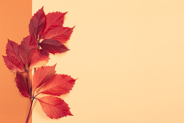 Naklejka na ściany i meble Beautiful red leaves on a peach pastel and orange background. Autumn colors.