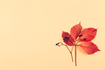 Beautiful  red leaf with dark berries on a peach pastel background. Autumn colors. Place for text.