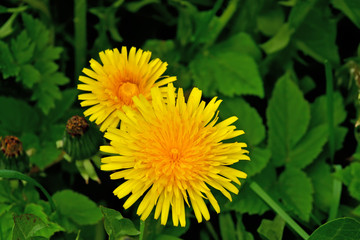 Beautiful yellow dandelion flowers closeup on grass background