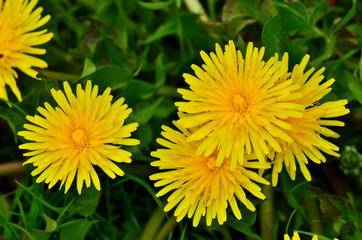 Beautiful yellow dandelion flowers closeup on grass background