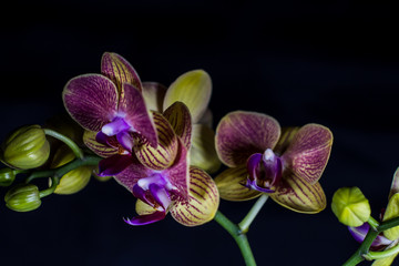 Orchidae blooms in front of dark background