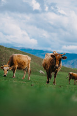 Cow graze in the mountains on a green Alpine meadow.
