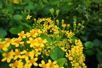 yellow flowers in the garden