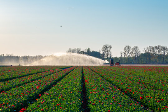 tulips fields of the Netherlands holland during spring season landscaspe photo