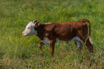 Obraz na płótnie Canvas Brown and white calf walking through long grass on summer afternoon