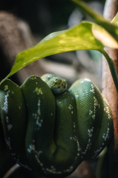 Green Tree Snake