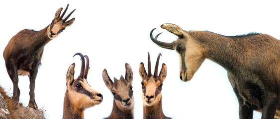 set of wild chamois goat isolated on white background - obrazy, fototapety, plakaty
