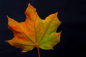 Fototapeta na wymiar closeup autumn maple leaf on a black background