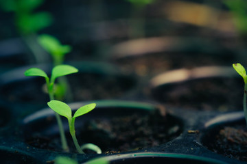 Green salad growing from seed , selective Close-up of green seedling. Spring background frame with sunrise. green world and earth day concept