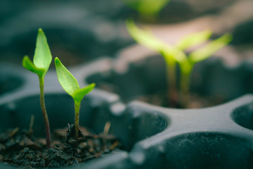 Green salad growing from seed , selective Close-up of green seedling. Spring background frame with sunrise. green world and earth day concept