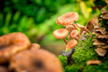 Wild mushrooms in the forrest during autumn