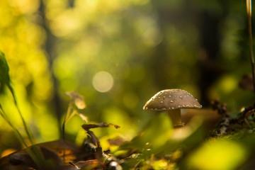 Wild mushrooms in the forrest during autumn