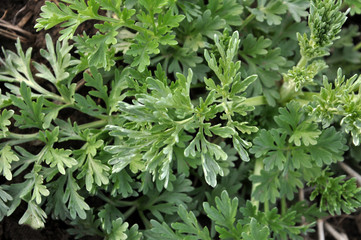 In nature, young wormwood grows bitter