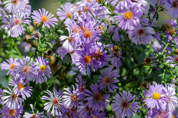 Beautiful decorative and healing flower aster alpinus in purple