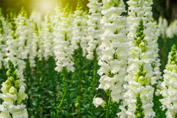 Beautiful white snapdragon flower (Antirrhinum majus L.) bloomimg in the garden outdoor park.