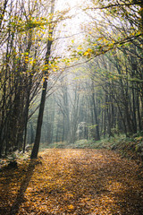 Landscape photo at Autumn Time/November, with view of lake and forest