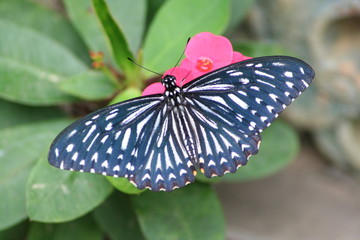 schwarzer Schmetterling