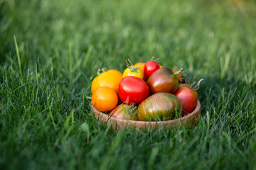 Red and yellow tomatoes on a wooden plate
