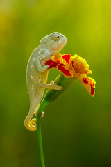 flower and chameleon © mehmetkrc