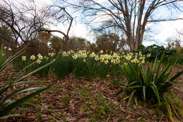 Daffodil Garden 