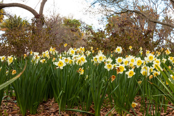 Daffodil Garden 