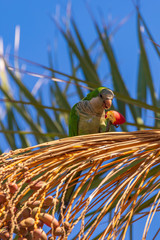 Quaker parrot is eating