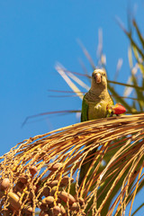 Quaker parrot