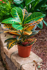 Croton © Vladimir Liverts