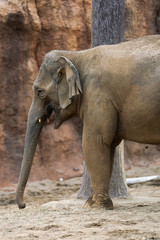 Fototapeta premium 象