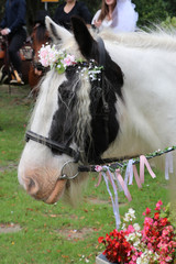 Pferd mit Blumen geschmückt