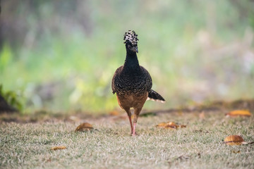 Bare faced Curassow, Mato Grosso National Park, Brazil