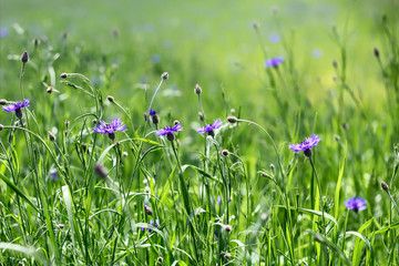 Cornflower field