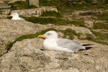 European herring gulls latin name Larus argentatus roosting among rocks at Mounts Bay in Cornwall