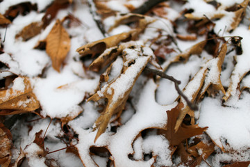 snow on the leaves