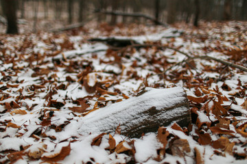leaves and wood covered with snow
