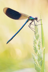 beautiful demoiselle