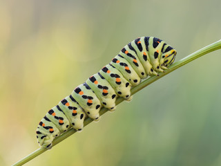 caterpillar on leaf