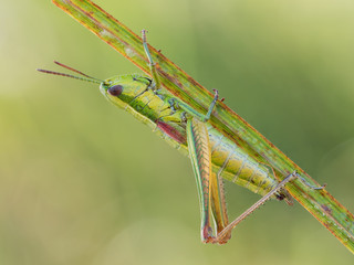 grasshopper on a leaf