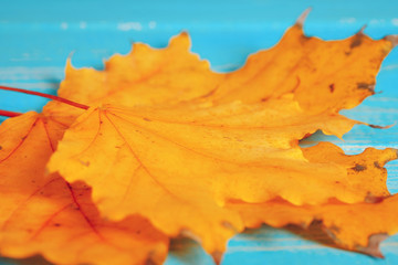 Abstract background with autumn maple leaves.