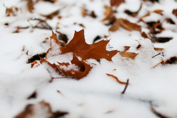 autumn leaves on snow