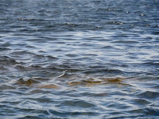 Small waves in river water, bluish color. Abstract nature background.